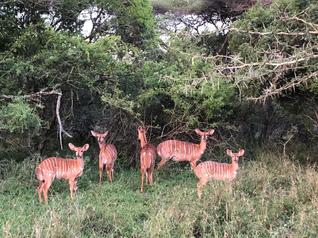Msunduze River Lodge Mkuze Luaran gambar